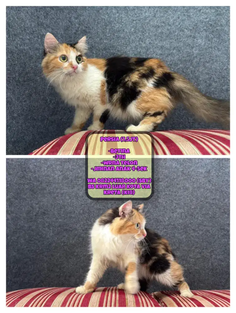 Kucing Persia (telon)