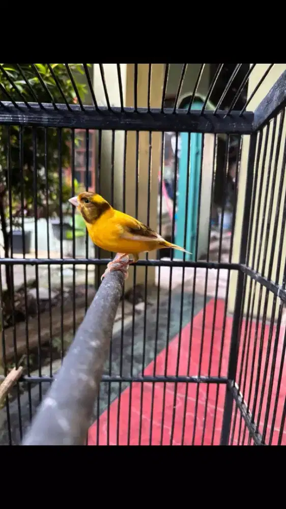 Kenari Bon sudah Gacor