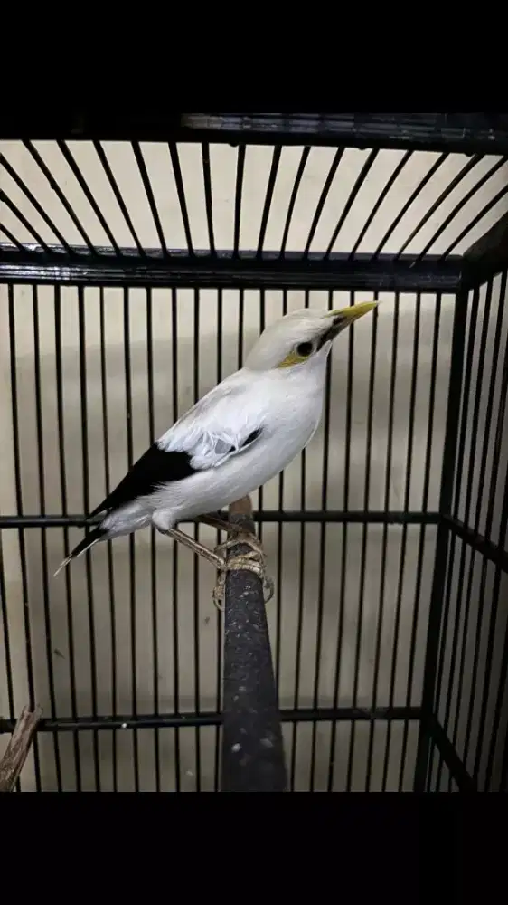 Burung Jalak Plus Kandang