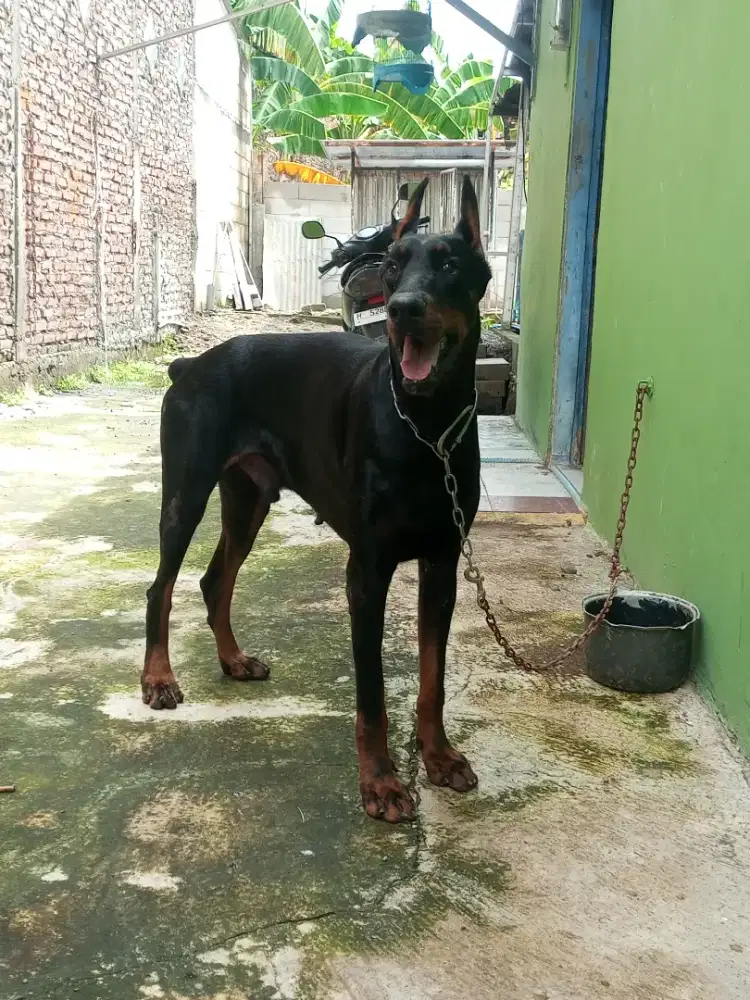 DOBERMANN PINSCHER