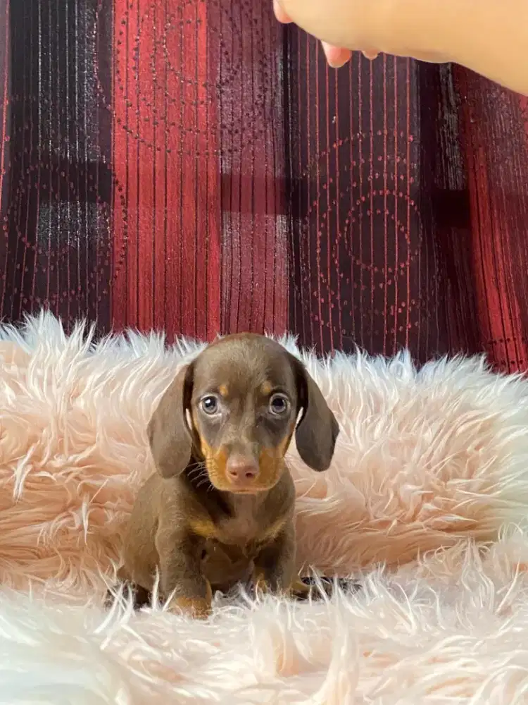 Anjing Dachshund Mini Tekel