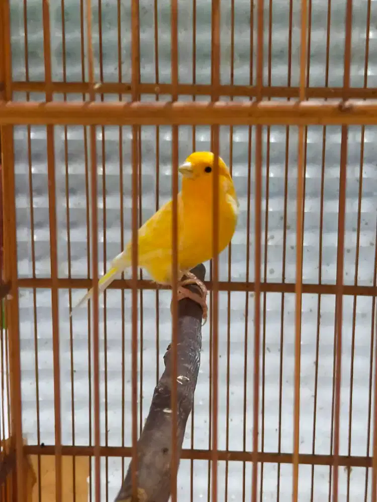 Burung kenari warna Sunkis gacor door