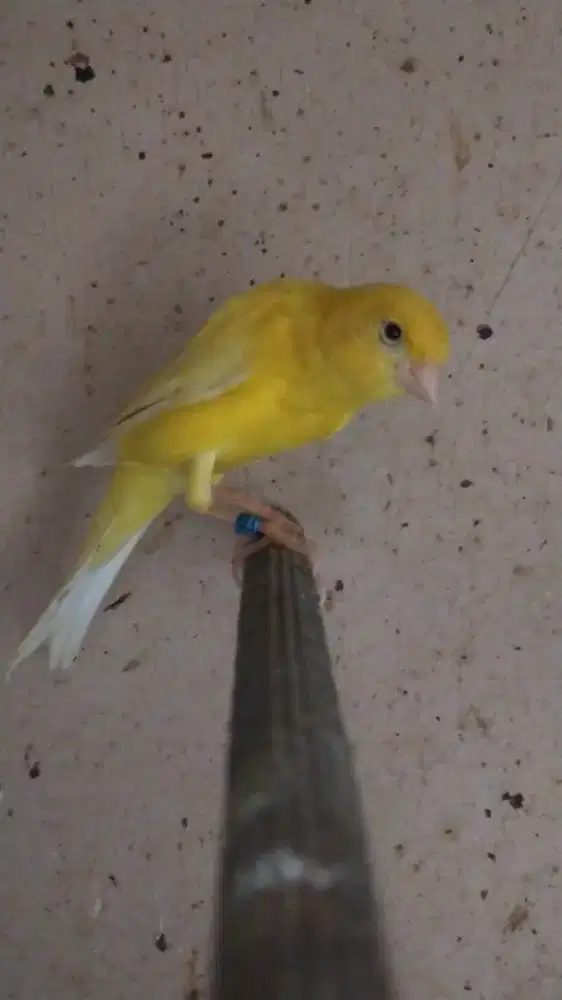 Burung kenari F1sf betina siapan