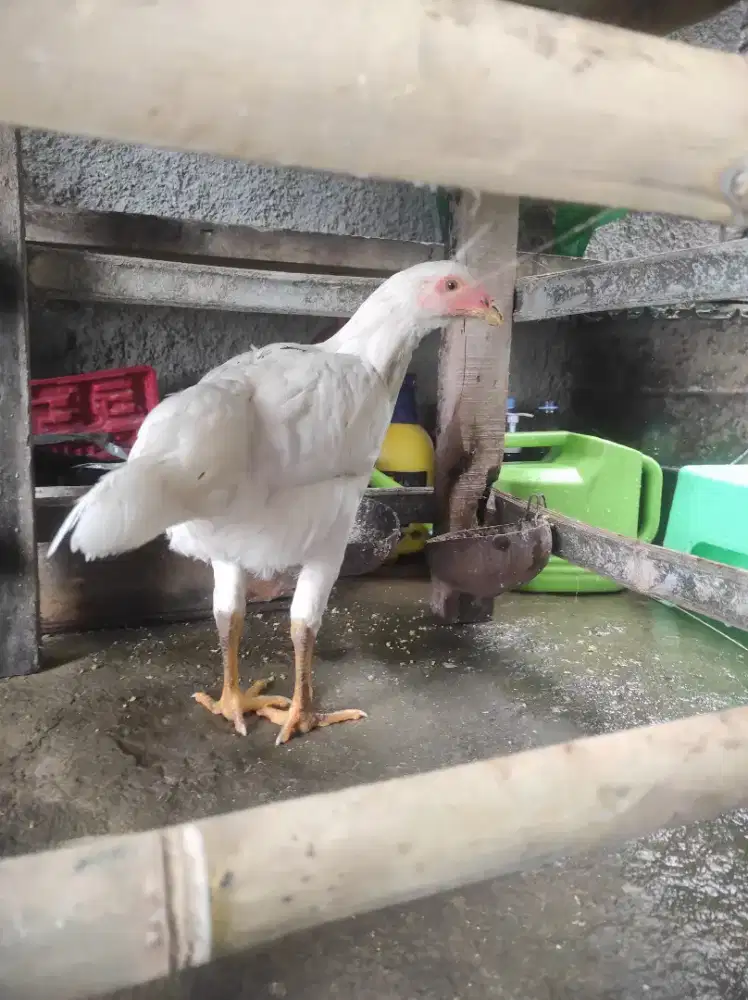 Ayam betina muda hasil Silangan jantan Bangkok x petelur