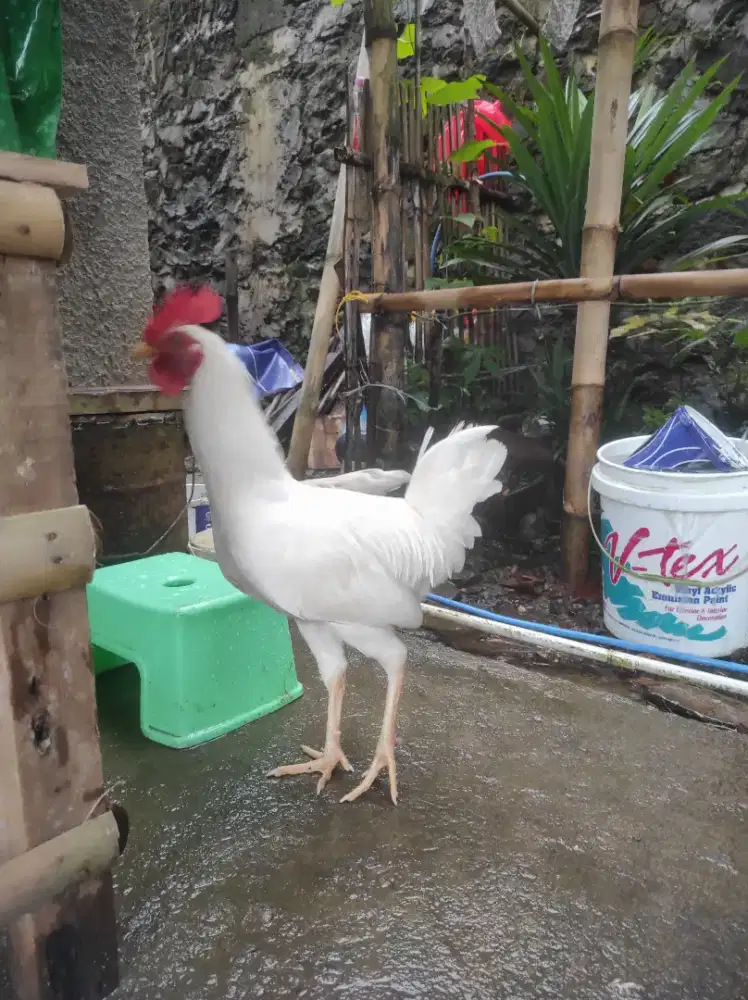 Sepasang Elba 4 bulanan