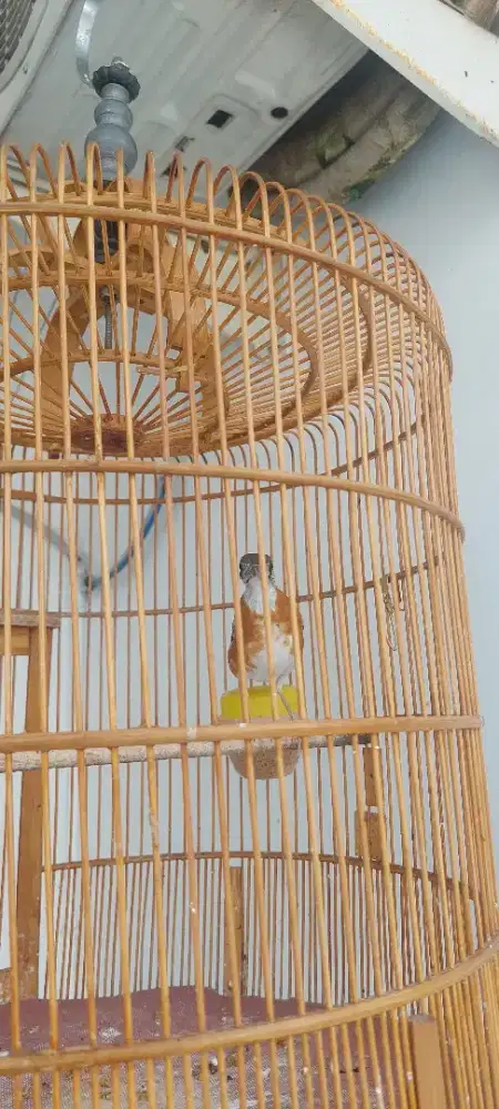 Anis cendana fullset