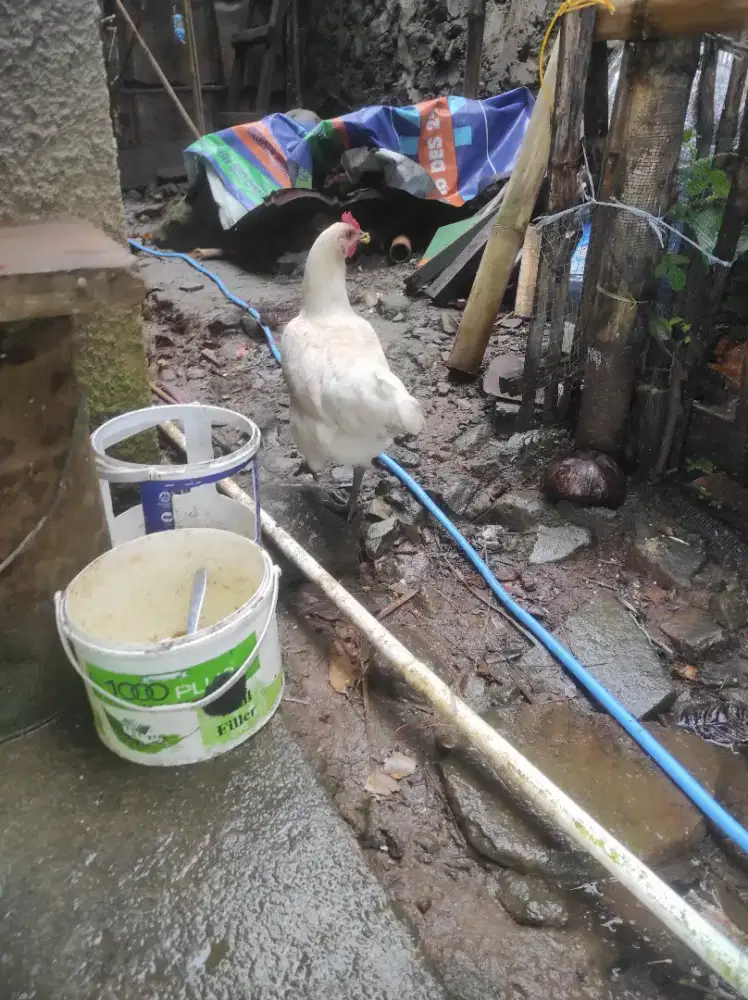 Ayam betina hasil Silangan kampung x petelur