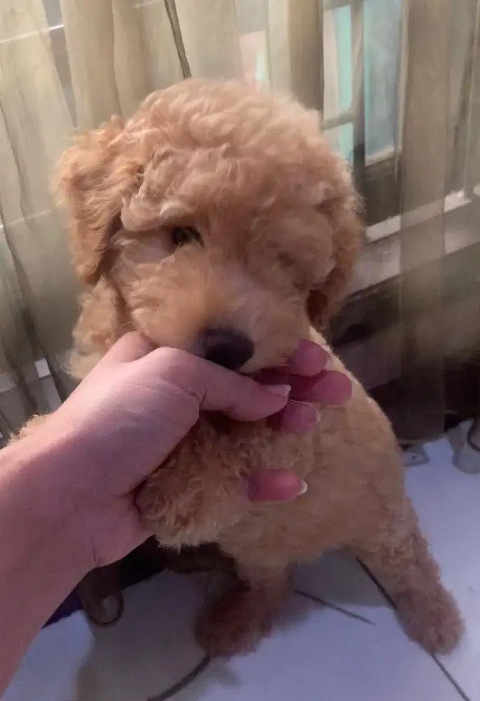 Toy poodle female