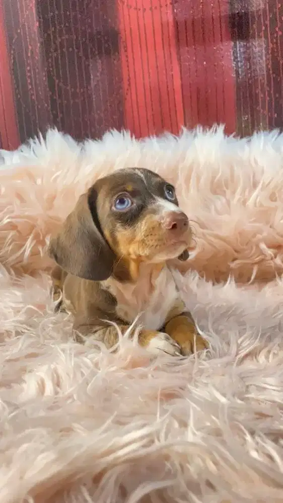 Anjing Dachshund Mini Tekel