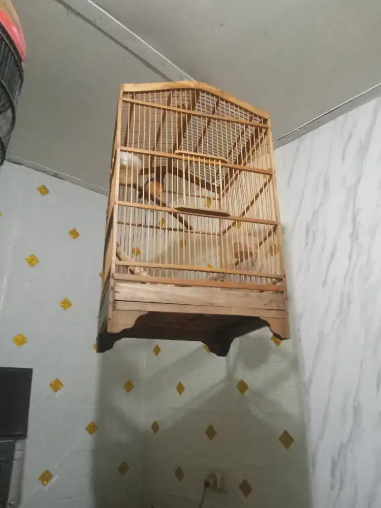 Burung murai Medan cw