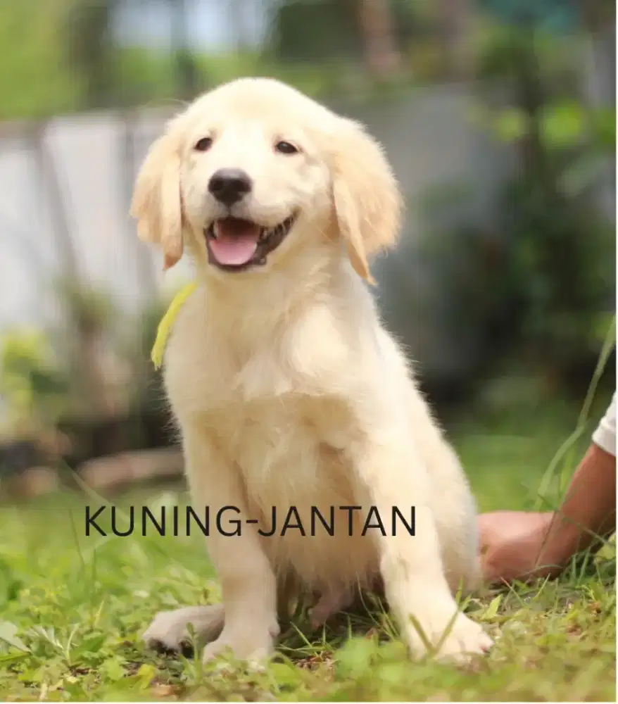 Jual Puppy Golden Retriever