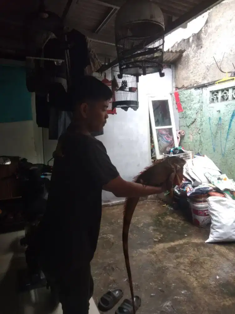 Iguana jantan dari umur 2 bulan rawatan