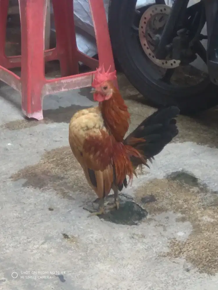 Ayam Serama jantan