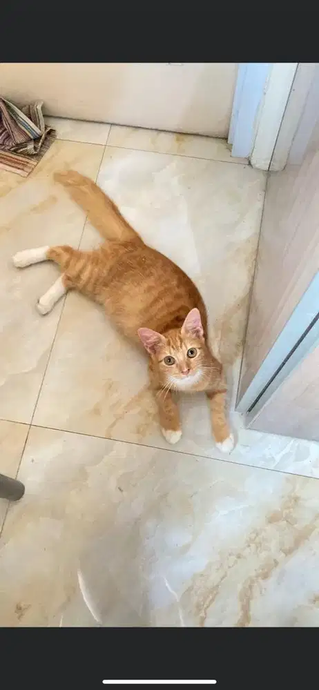 Kucing mixdome jantan