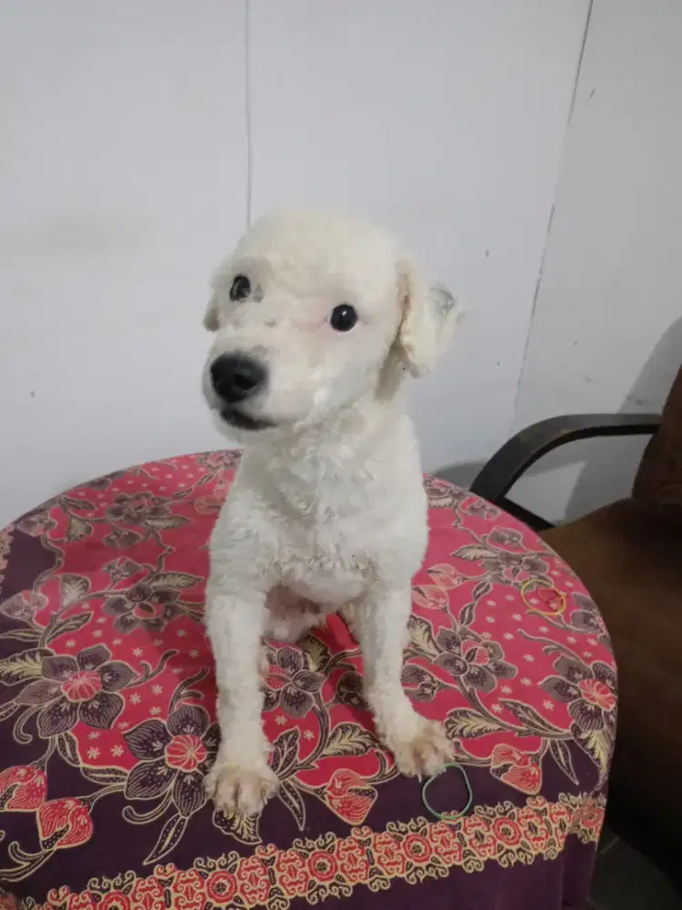 Poochon (Mix Poodle) 10 Bulan - Putih Jantan & Hitam Betina - BU!