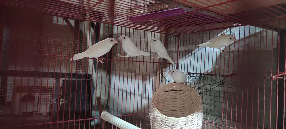 Berbagai finch ternakan lokal