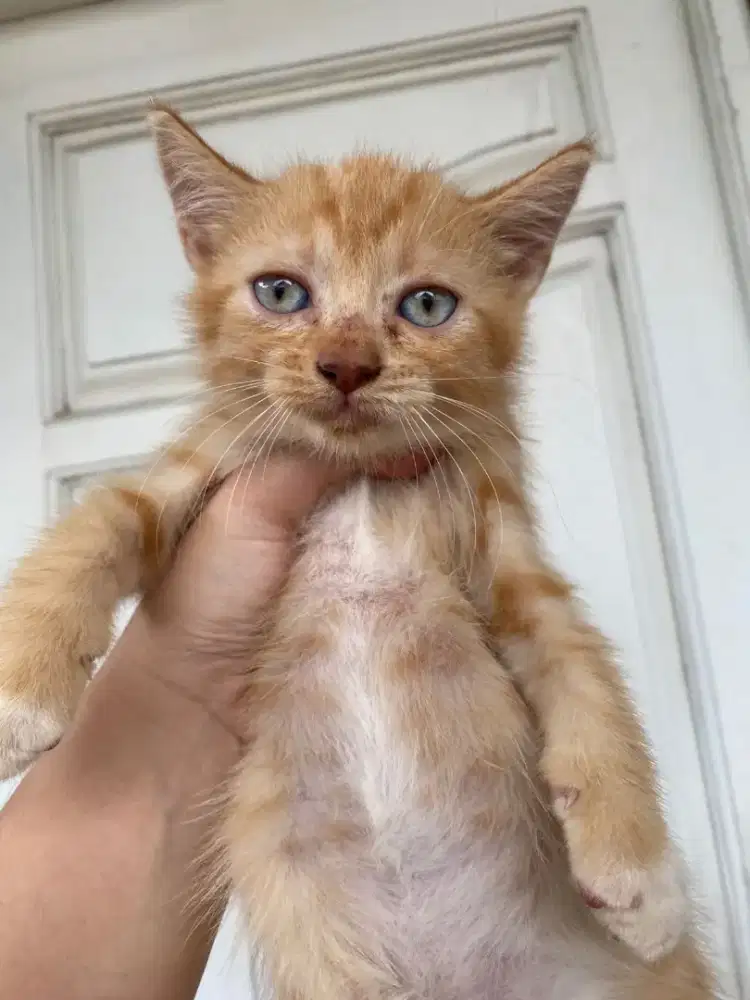 Jual kitten kucing persia