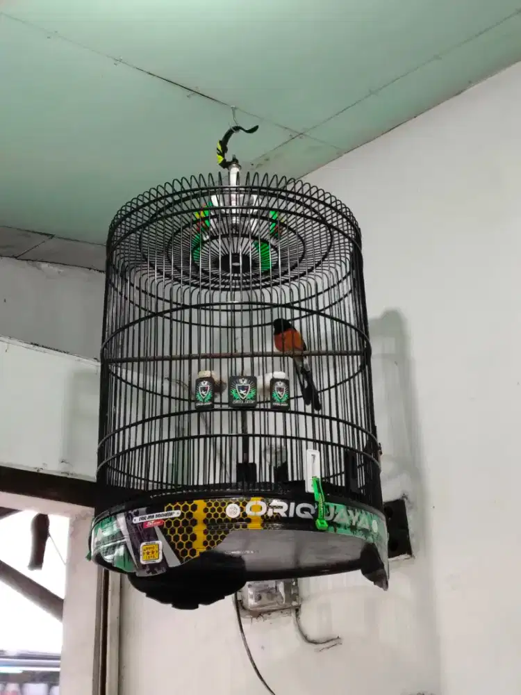 MURAI BATU MUDA DORONG EKOR