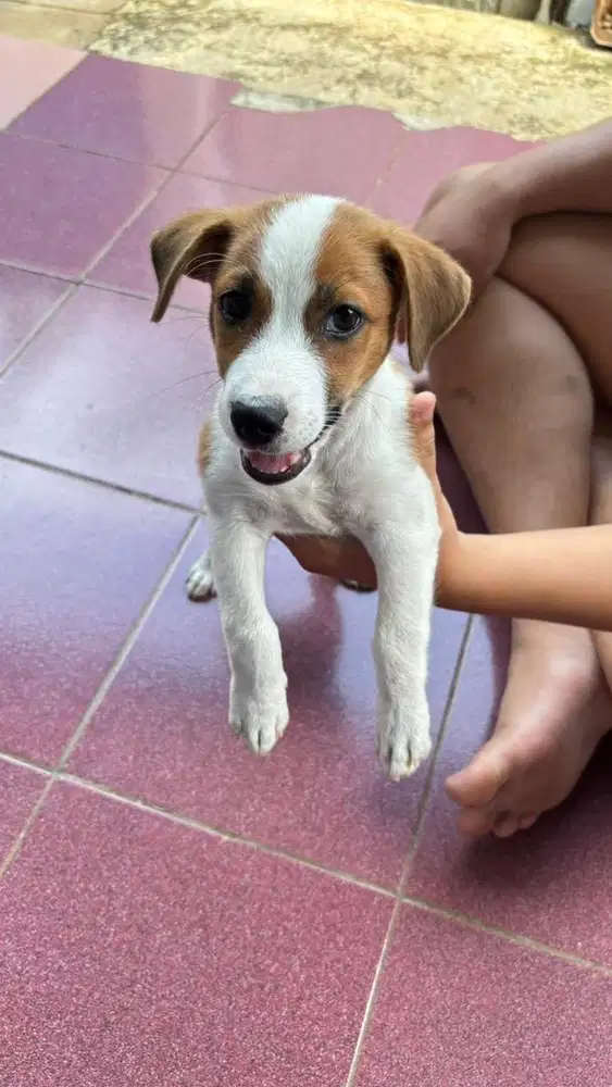 anjing/ anak anjing/ puppy