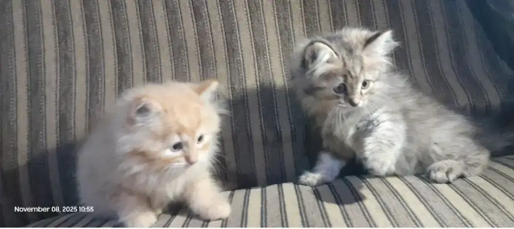 Kucing Persia mix bigbone