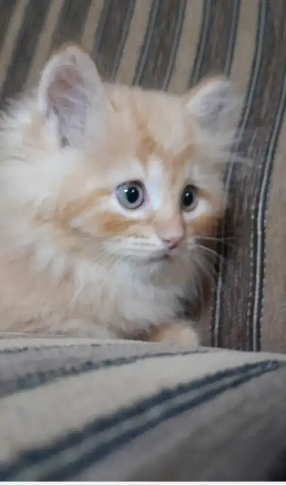 Kucing kitten persia