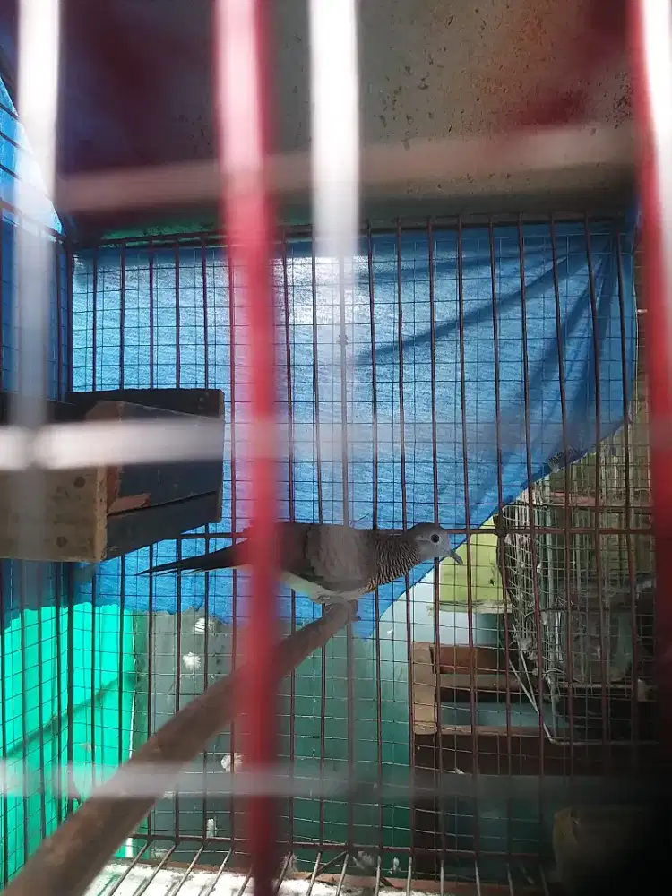 Burung Perkutut kalung tepuk