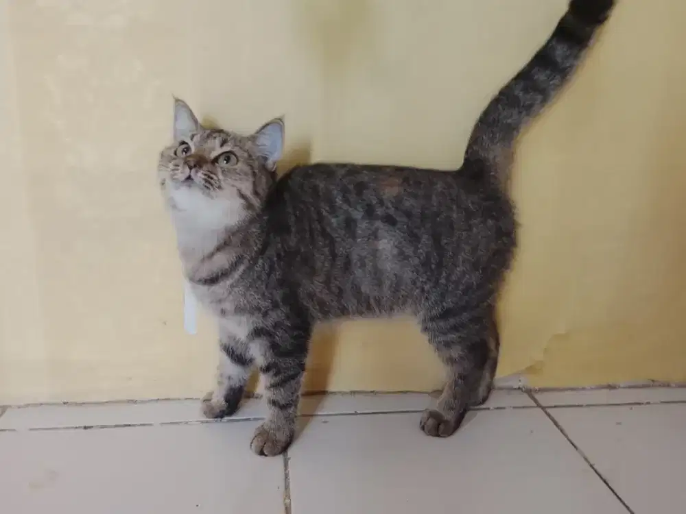 British shothair (BSH) purebread betina usia 7bulan parents ped