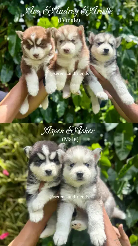 Open Booking - Cally's Puppies!