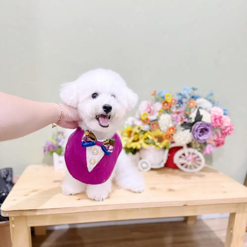 Korean mini bichon male super cute face bkn poodle podel pudel poodel