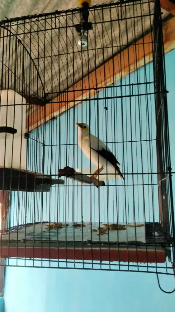 Burung alis mata kuning