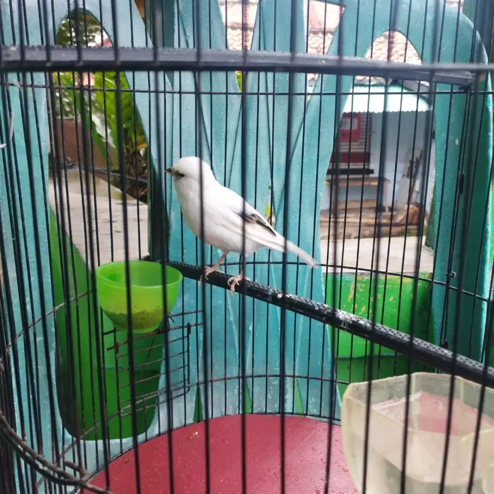 Di jual kenari seri loper