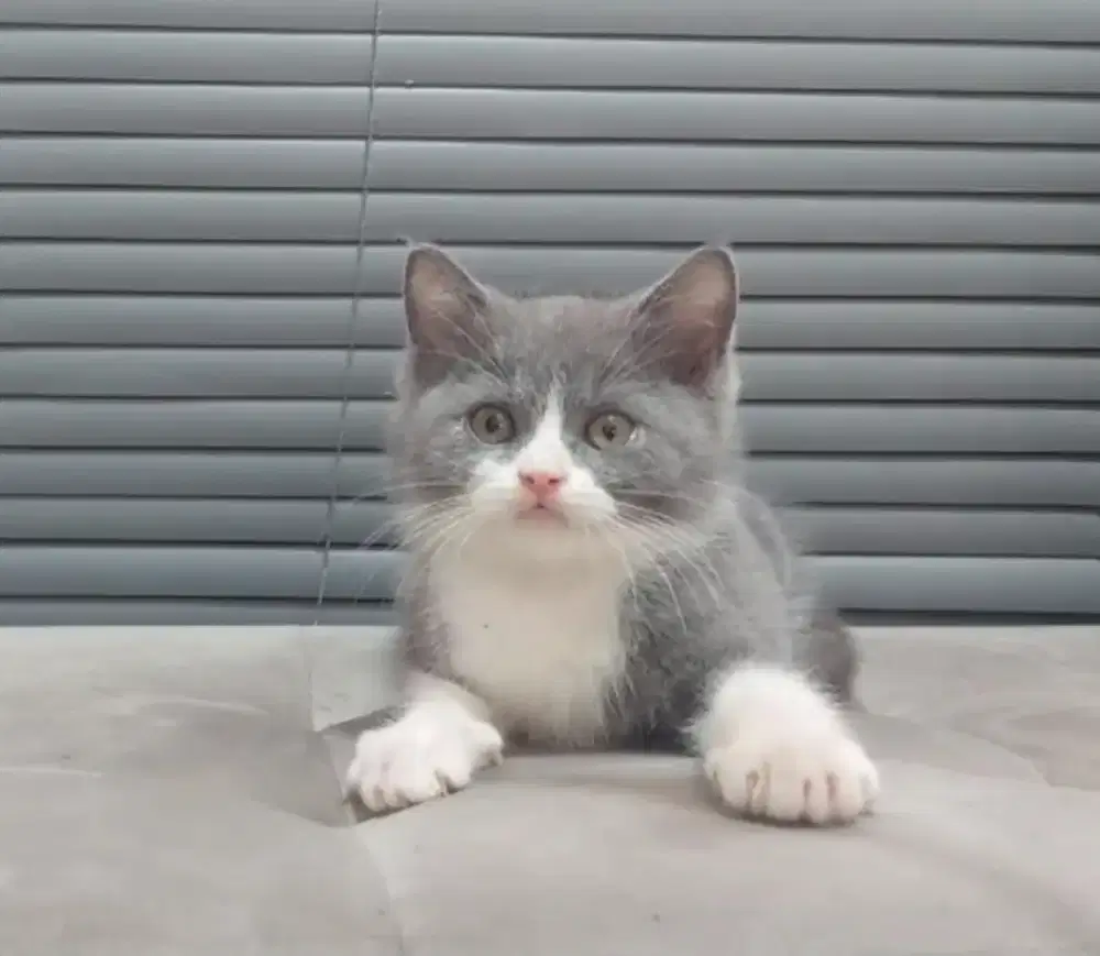 British Shorthair Bicolor Blue & White