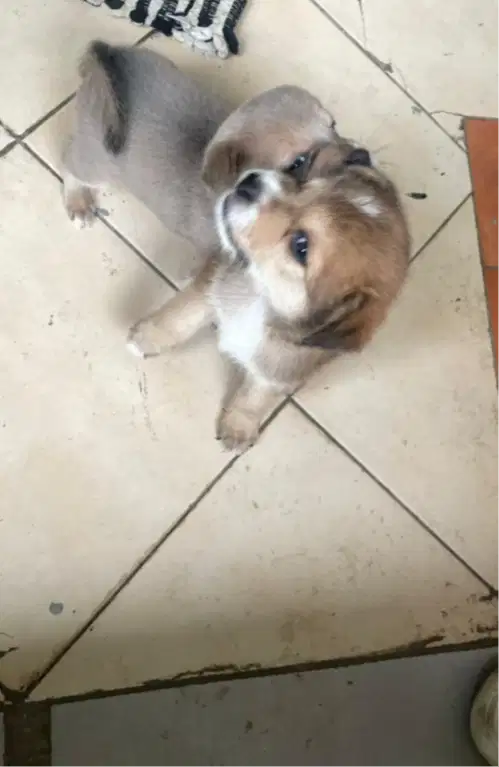 Anak Anjing Mix Maltese Umur 1 Bulan