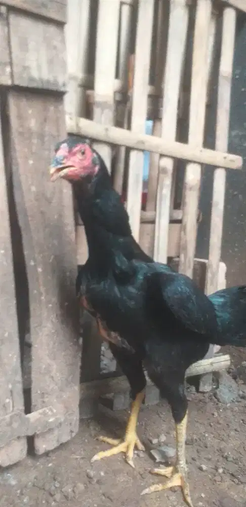 Ayam Bangkok Betina Siap Produksi