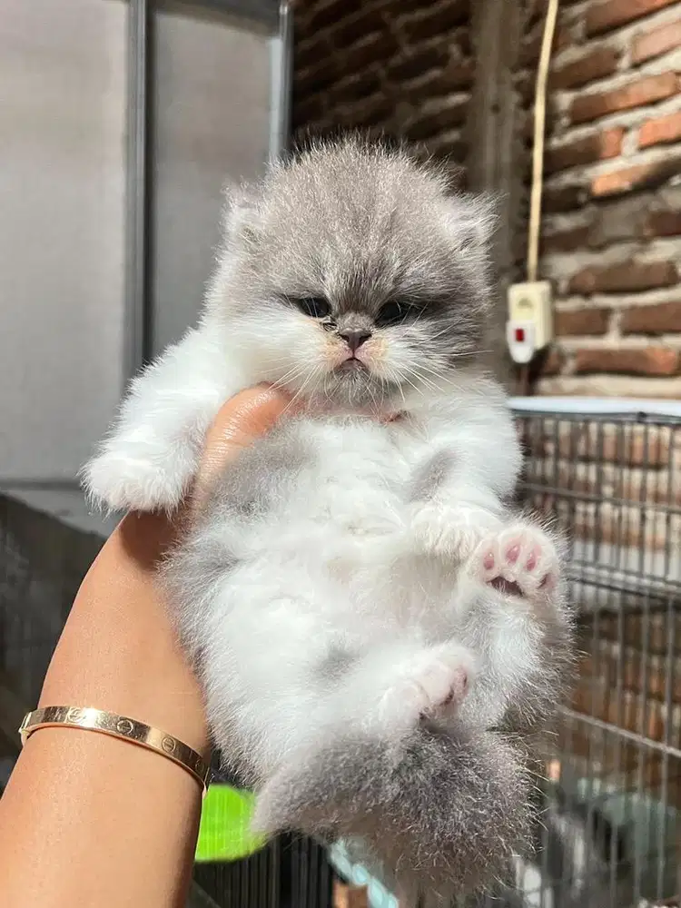 Open booking kitten persia flatnose jantan