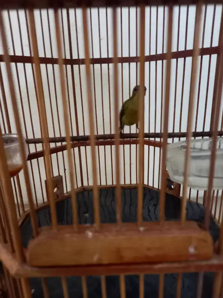 Kolibri ninja masih muda