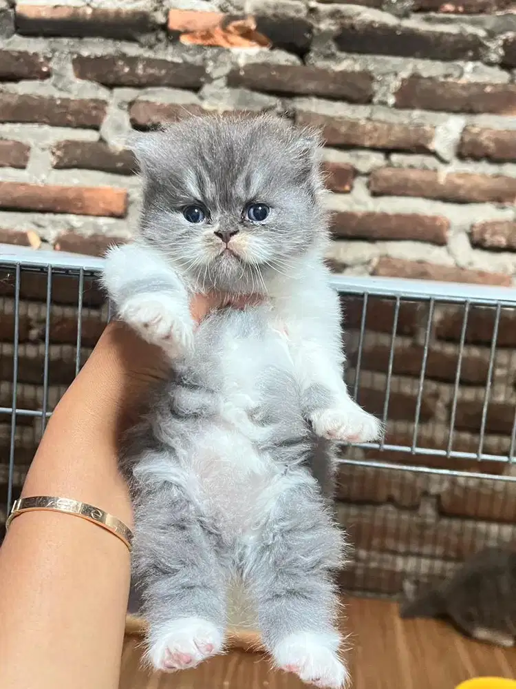 Open booking kitten persia flatnose lucu