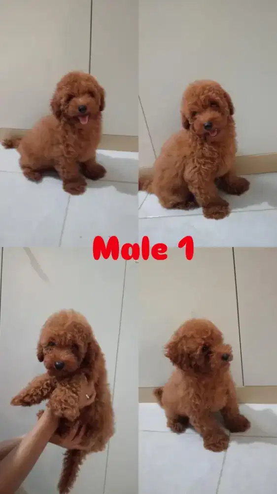 Puppy dan Calon Indukan Poodle