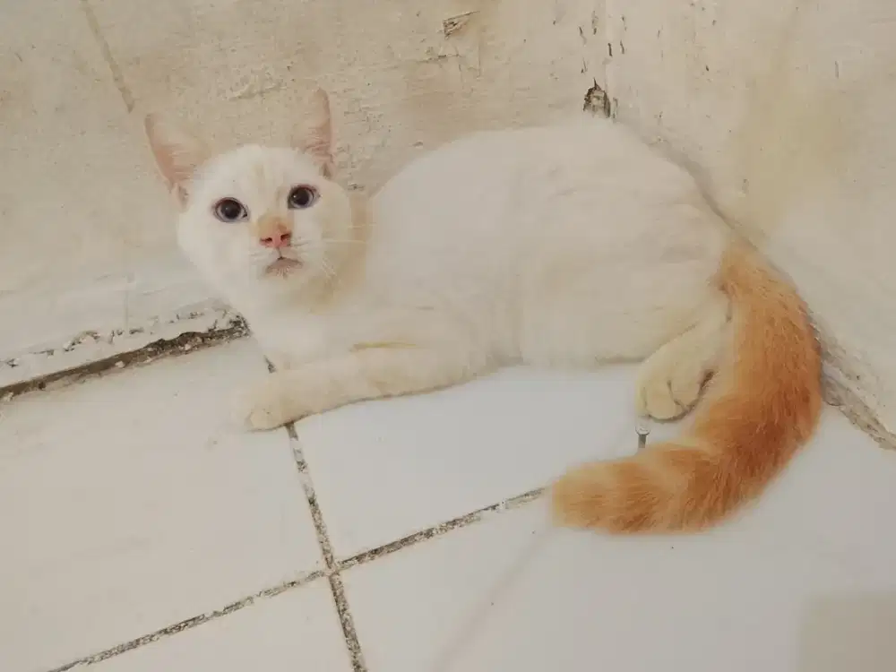 British shothair(BSH) purebread jantan warna redpoin usia 7bulan