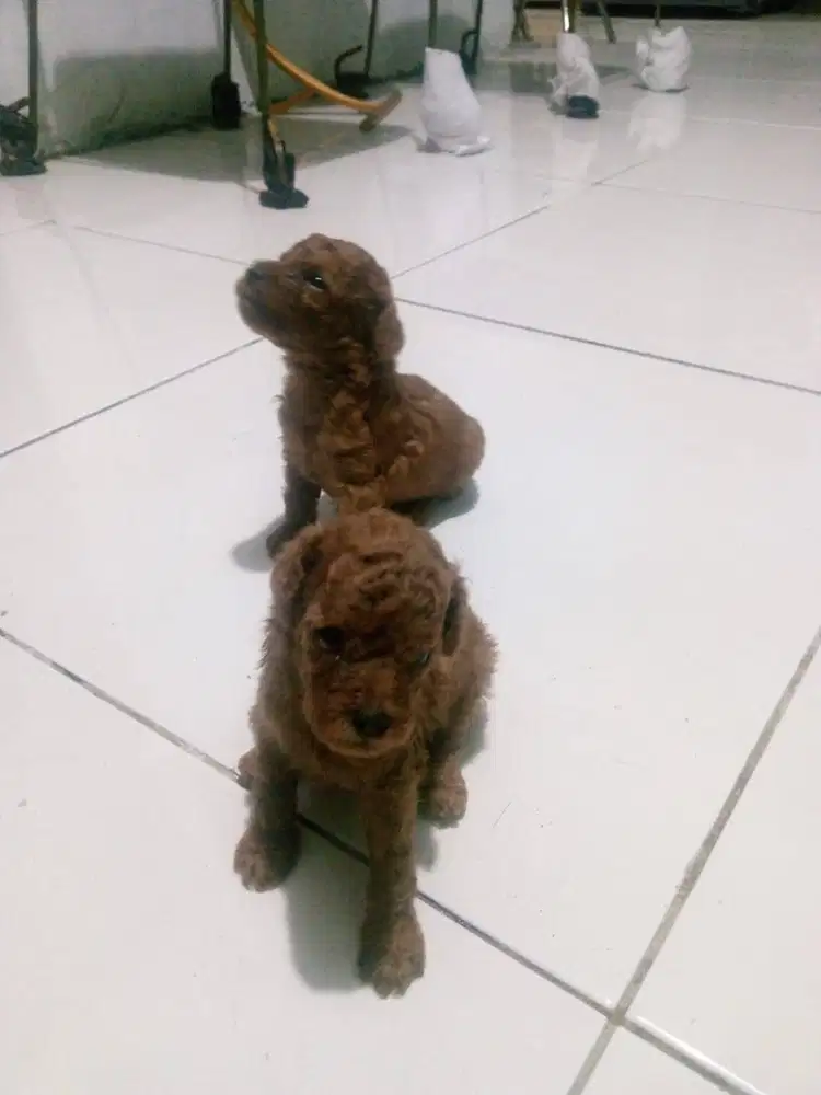 dijual anjing anakan podle usia 1 bulan