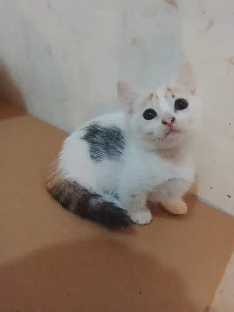 Munckhin kaki cebol betina usia 2bulan