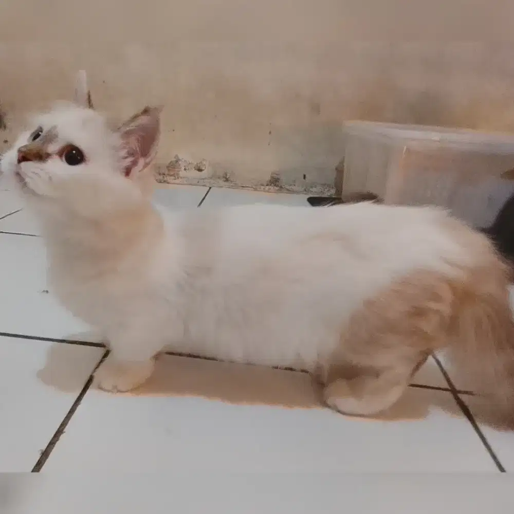 Munckhin kaki cebol betina usia 4bulan