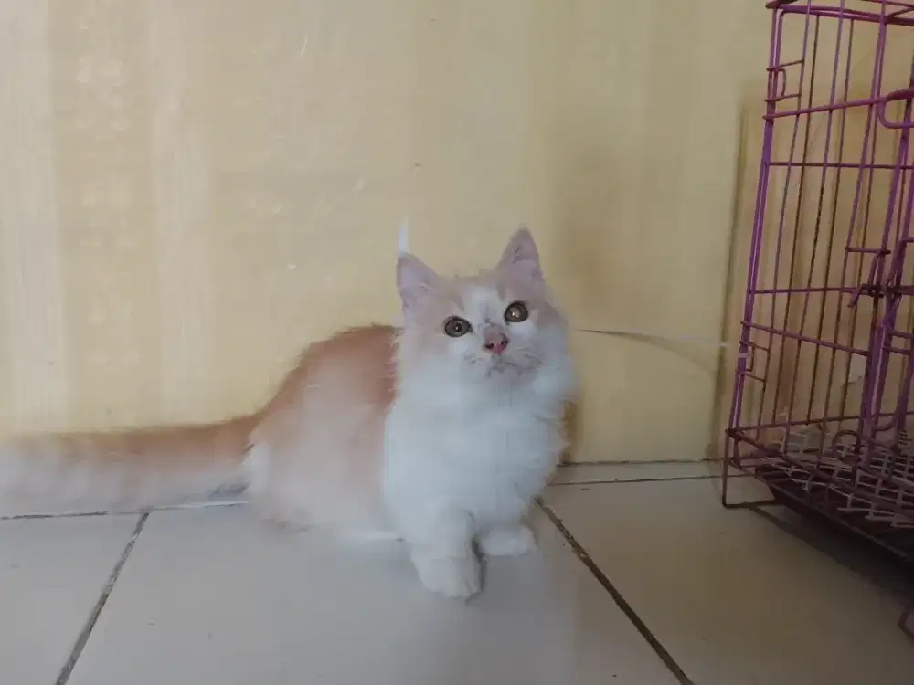 Munckhin kaki cebol jantan usia 4bulan