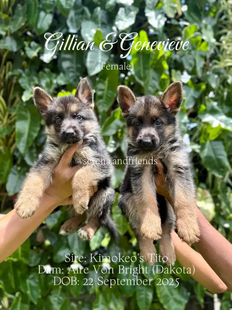 •Open Booking German Shepherd•