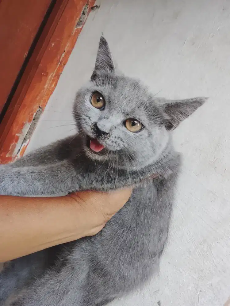 Bsh pure jantan usia 4bulan line ped