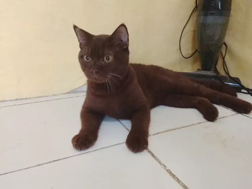 British shothair(BSH) purebread jantan warna choco solid usia 9bulan