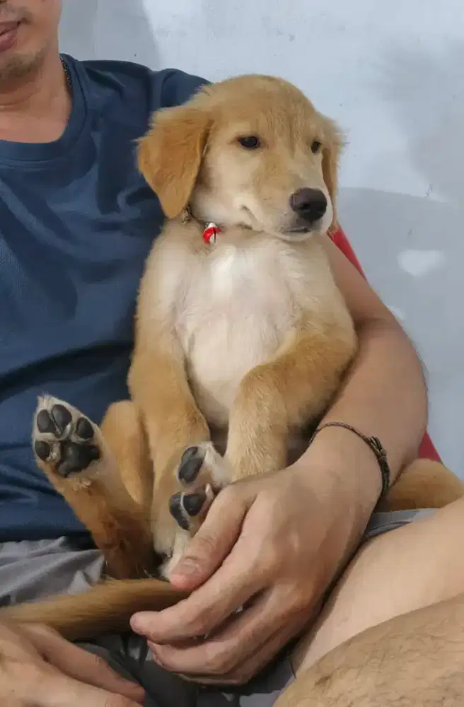 Anjing Golden Retriever Betina