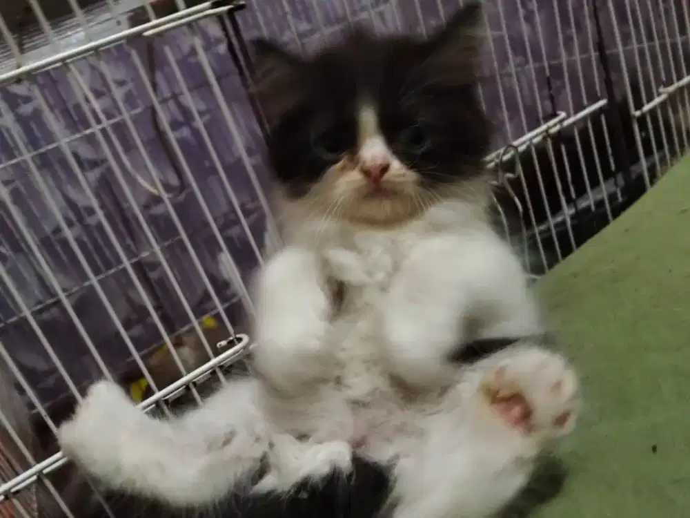 Kucing Persia wrn hitam putih