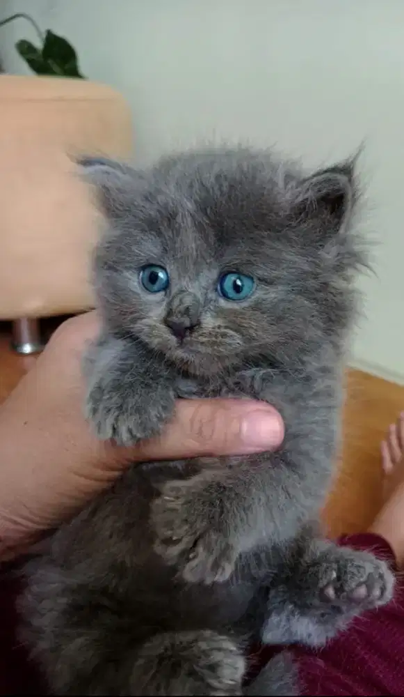 Kucing kitten BSH x Hulimalaya long hair