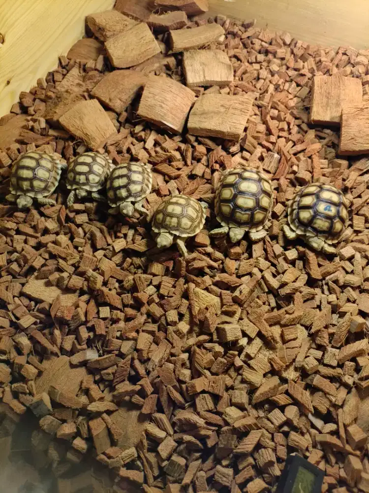 sulcata 6cm up dan sulcata 7,5cm up sehat